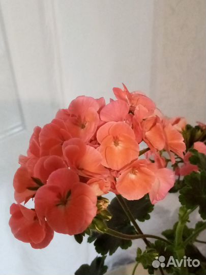 Пеларгония (герань) сортовая