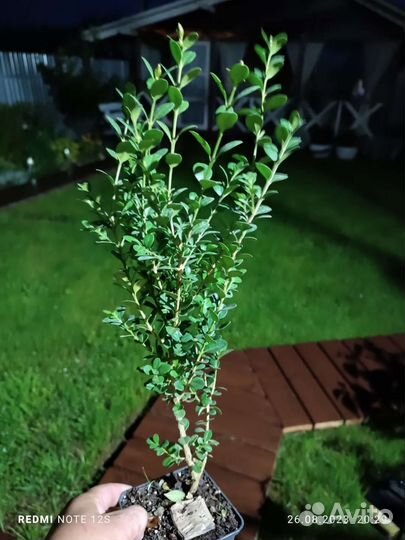 Самшит мелколистный Faulkner