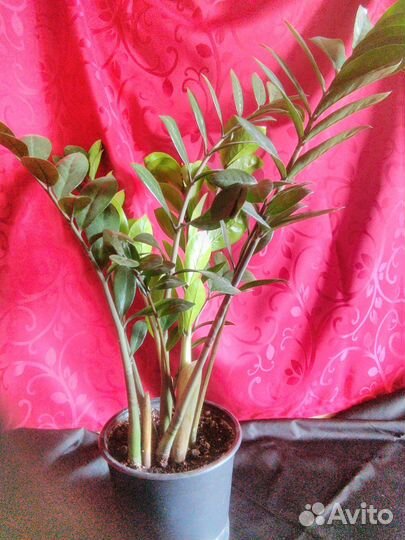 Комнатные цветы