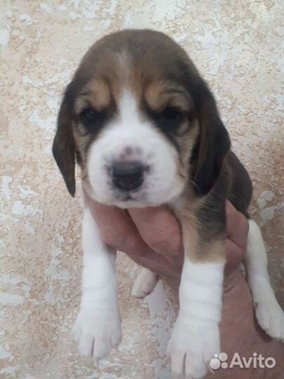 Щенки бигль с документами