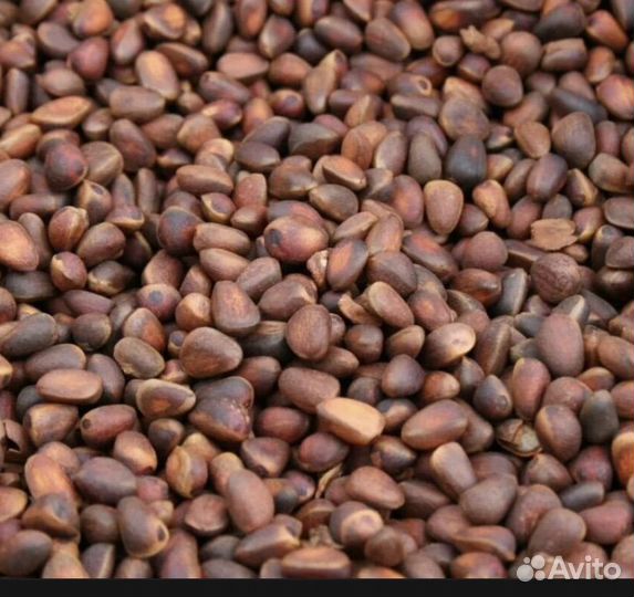 Орех кедровый