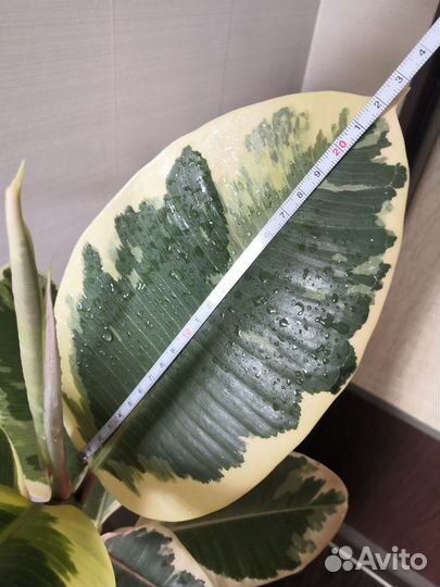 Фикусы, хлорофитумы, аглаонемы