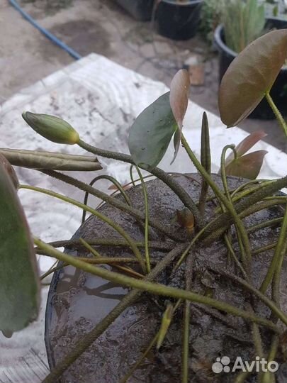 Цветущие нимфеи