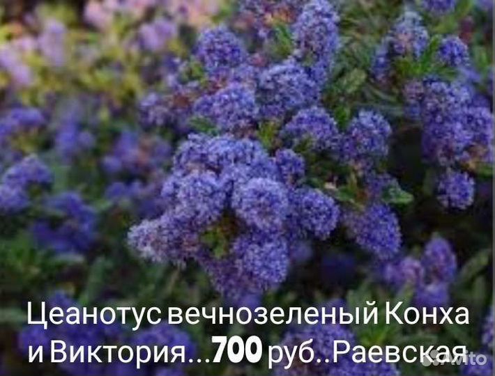 Вечнозеленые садовые кустарники