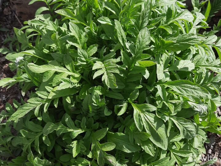 Стокезиия (василек)