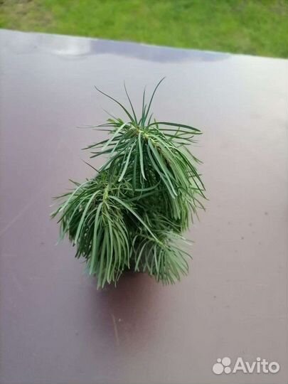 Многолетние садовые цветы