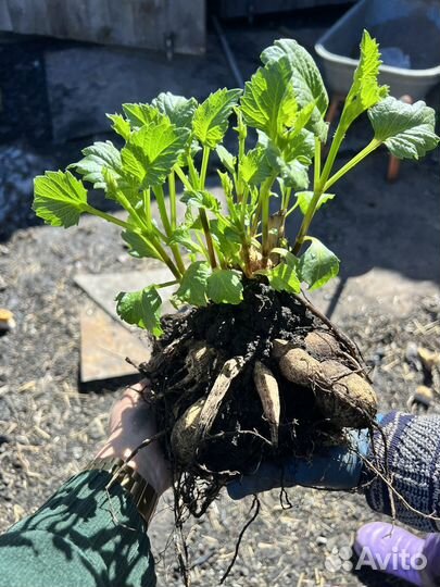 Корни георгин