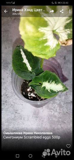 Сингониум Wendlandii Scrambled Eggs Яичница