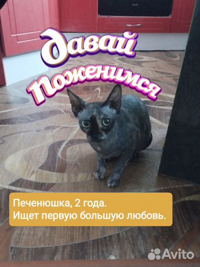 Канадская кошечка