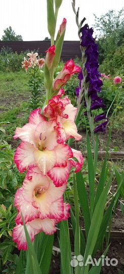 Гладиолусы луковицы