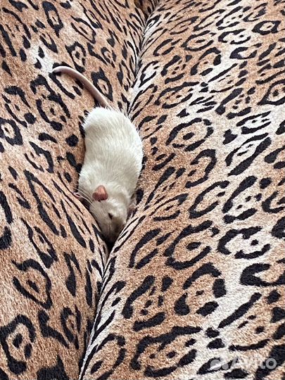 Крыса дамбо сиамская