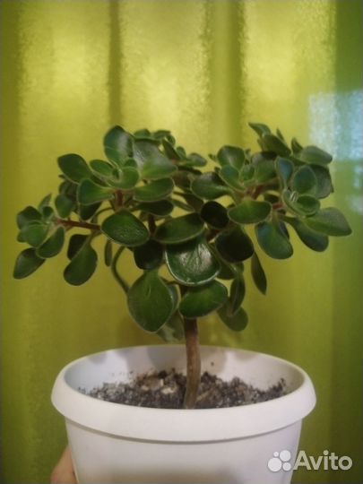 Аихризон дерево любви