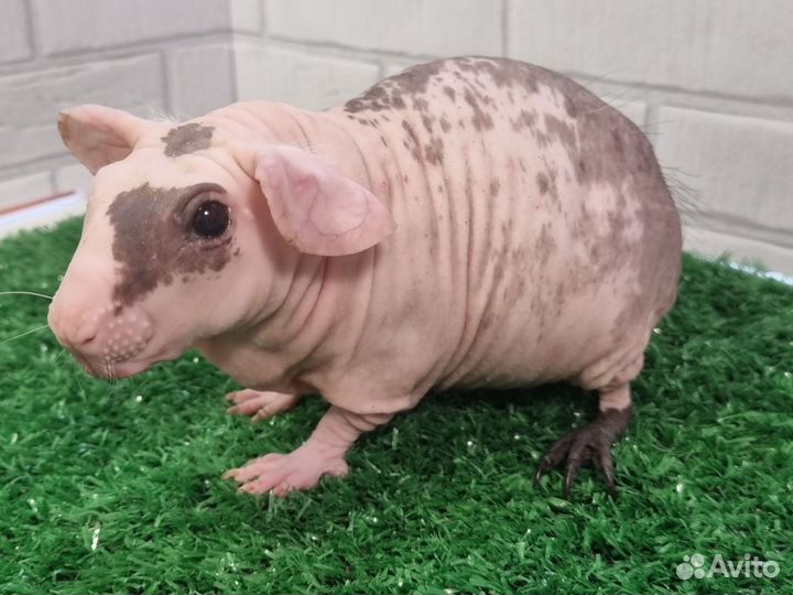 Лысые морские свинки