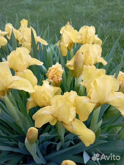 Саженцы многолетних цветов