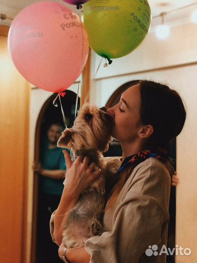 Догситтер / собака на передержку