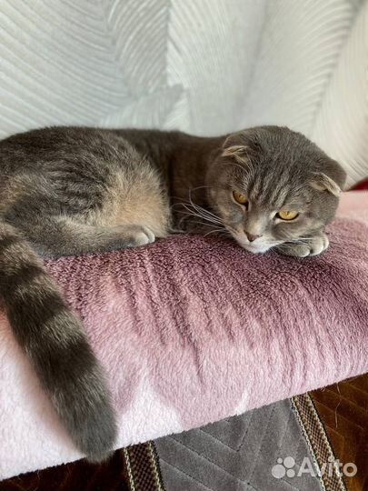 Шотландский вислоухий кот