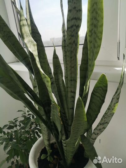 Домашние цветы