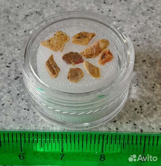 Чешуйки рыбы. Пермский период.Окаменелость