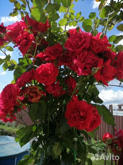 Многолетние растения