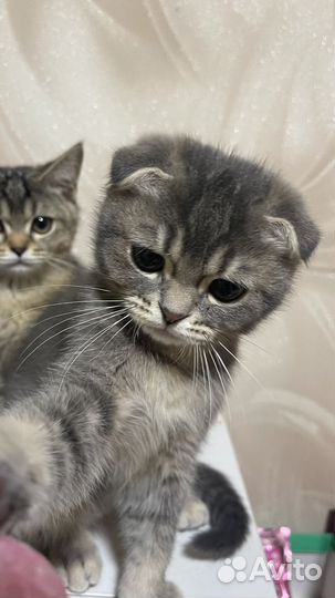 Шотландские котята