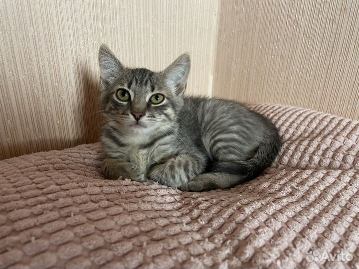 Котенок серый-полосатый в добрые руки