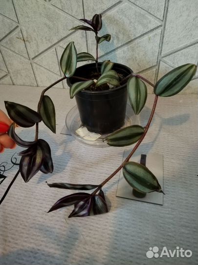 Сансевиерия, олеандр, традесканция, фикус кинки