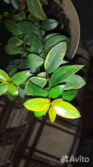 Миртовое дерево пестролистное