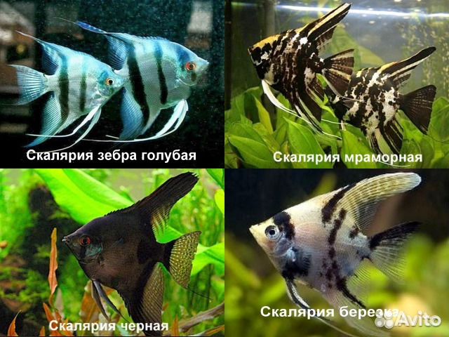 Аквариумные рыбки