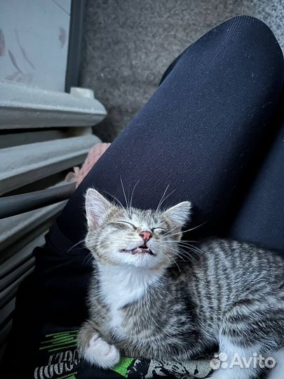 Кошка в хорошие руки