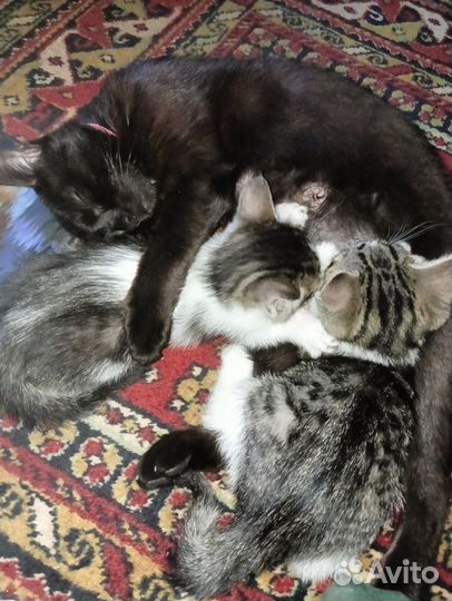 Котята дворовые