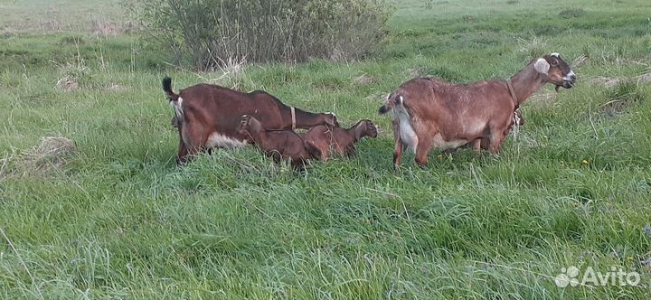 Продаются козы