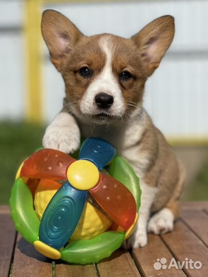 Вельш корги