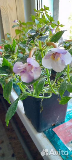 Ризомы ахименесов