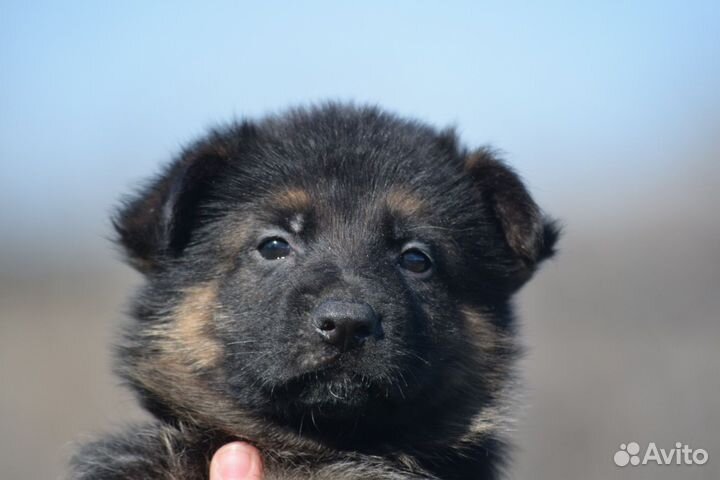 Щенки 7 недель