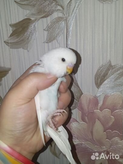 Волнистый попугай