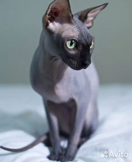 Кошка Сфинкс