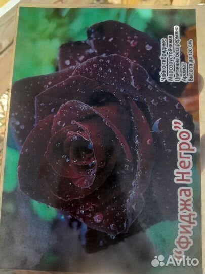 Саженцы роза