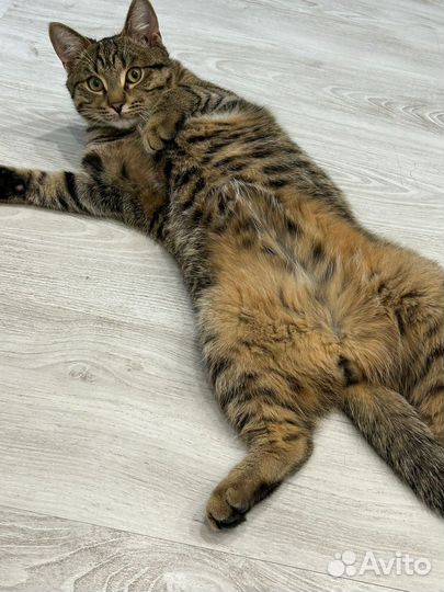 Кот в добрые руки