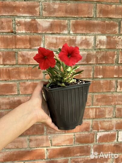 Петуния, томаты, огурцы, перец