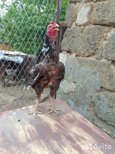 Бойцовые петухи