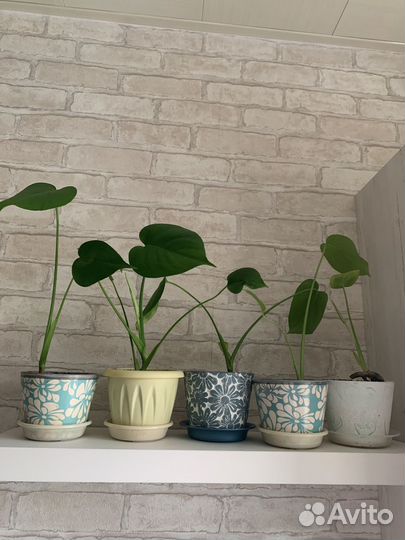 Комнатные цветы манстера