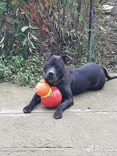 Стаффорд вязка