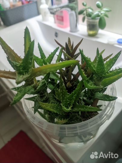 Суккуленты