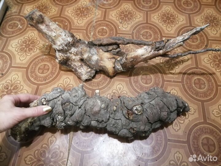 Коряги (много)