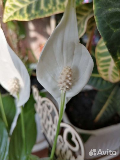 Спатифиллум