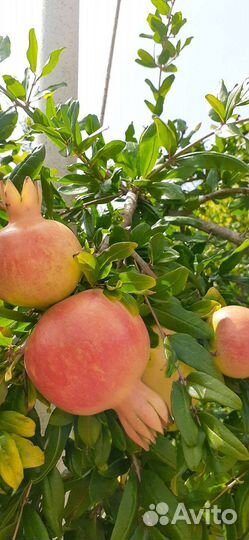 Саженцы граната