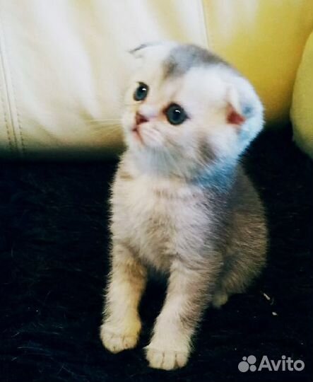 Вислоухие котята