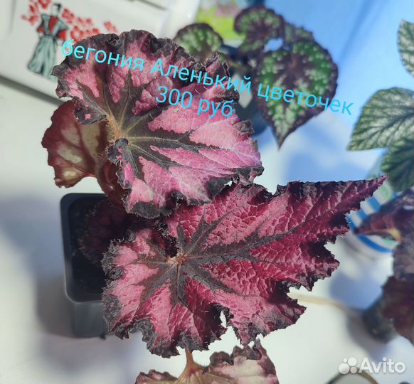 Бегонии сортовые