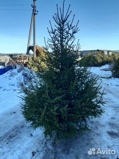Елка новогодняя Ель Сосна опт