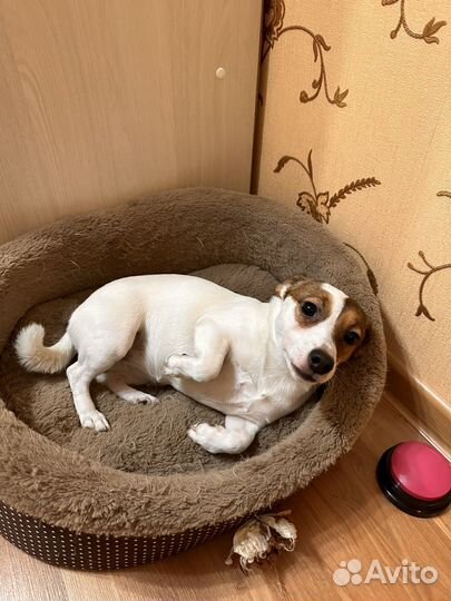 Джек рассел